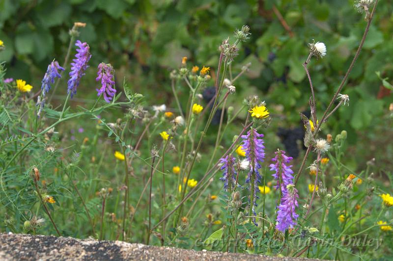 Wildflowers, vineyards near Pommard 'IMGP1831.jpg
